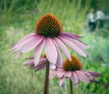 Echinacea purpurea. Соцветие. Санкт-Петербург, Адмиралтейский р-н, остров Новая Голландия, в культуре. 08.09.2020.