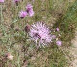 Centaurea scabiosa