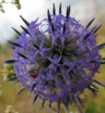 Echinops ruthenicus