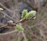 Salix cinerea