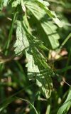 Verbena officinalis