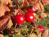 Rosa rugosa