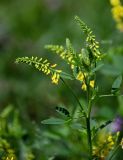 Melilotus officinalis