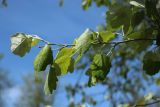 Populus alba. Веточка с молодыми побегами. Беларусь, г. Могилёв, Ленинский р-н, ПКиО им. Максима Горького, в озеленении. 02.05.2023.