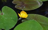 Nuphar lutea