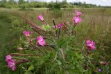 Epilobium hirsutum. Верхушка цветущего растения. Ленинградская обл., Гатчинский р-н, окр. пос. Пудость, у обочины дороги. 01.08.2020.