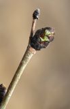 Ulmus macrocarpa. Часть побега. Приморский край, Шкотовский р-н, окр. дер. Лукьяновка, долина р. Суходол, скалы юго-западной экспозиции. 19.04.2024.