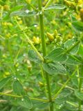 Hypericum maculatum