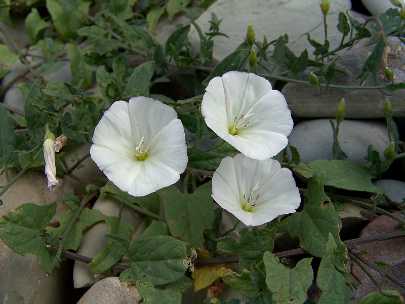 Изображение особи Convolvulus arvensis.