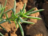 Salsola pontica