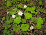 Oxalis acetosella