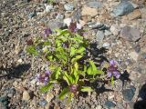 Prunella vulgaris