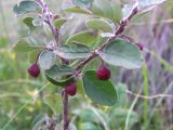 Cotoneaster integerrimus