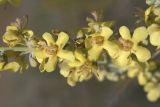 Verbascum lychnitis