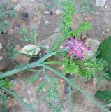 Fumaria densiflora. Верхушка цветущего растения. Израиль, г. Беэр-Шева, рудеральное местообитание. 07.02.2013.