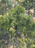 Juniperus excelsa. Веточки с шишкоягодами. Черноморское побережье Кавказа, Геленджикский р-н, Маркотхский хребет, Трубецкая щель, арчевник. 3 января 2013 г.