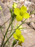 Diplotaxis tenuifolia