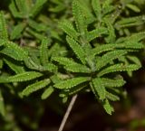 Lavandula dentata