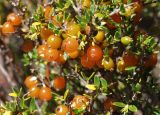Coprosma nitida. Часть ветви с плодами. Австралия, о. Тасмания, национальный парк \"Крэдл Маунтин\". 26.02.2009.