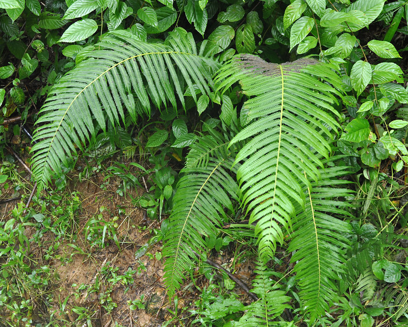 Image of Cyclosorus polycarpus specimen.