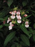 Impatiens glandulifera