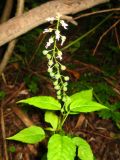 Circaea lutetiana subspecies quadrisulcata. Верхняя часть цветущего и плодоносящего растения. Томская обл., окр. г. Томск, пойменный лес. 11.08.2008.