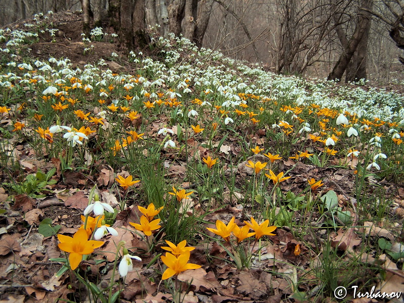 Изображение особи Crocus angustifolius.