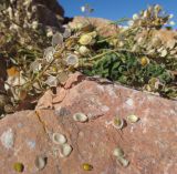 Alyssum oschtenicum. Соплодие и опавшие плоды (видны двусемянные гнезда плодов). Адыгея, Кавказский биосферный заповедник, склон горы Оштен, ≈ 2400 м н.у.м., каменистая россыпь из известняка с участием мрамора и вкраплений и жил кальцита. 17.10.2015.