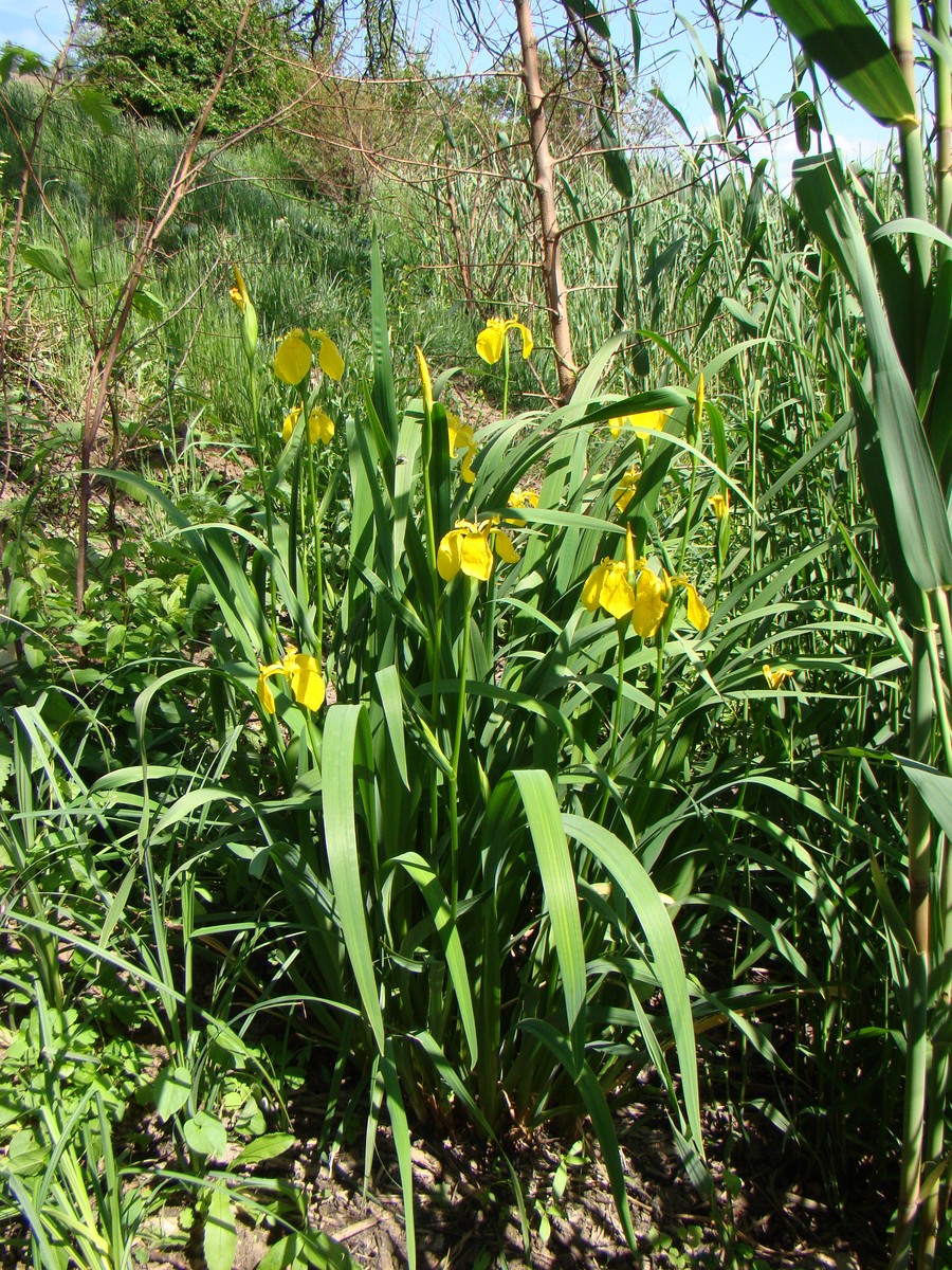 Изображение особи Iris pseudacorus.