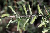 Salix wilhelmsiana. Распускающиеся соцветия. Южный Казахстан, левый берег Сыр-Дарьи в 10 км выше Сюткента. 29.04.2015.