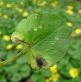 Ficaria calthifolia