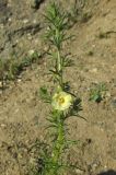 Verbascum orientale