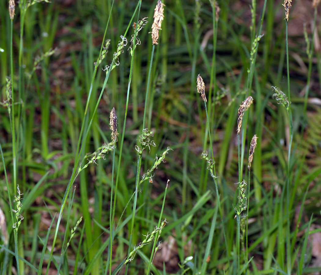 Изображение особи Carex pilosa.