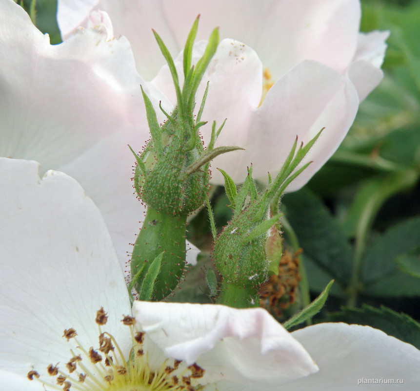 Изображение особи Rosa corymbifera var. tomentosa.