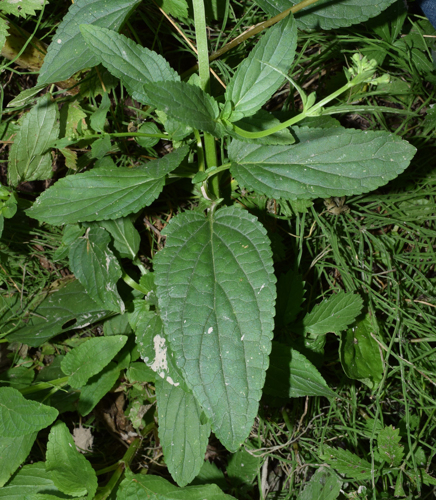 Изображение особи Scrophularia umbrosa.