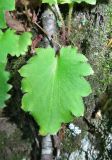 Micranthes oblongifolia