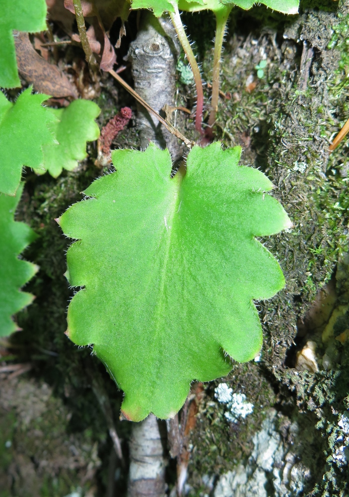 Image of Micranthes oblongifolia specimen.