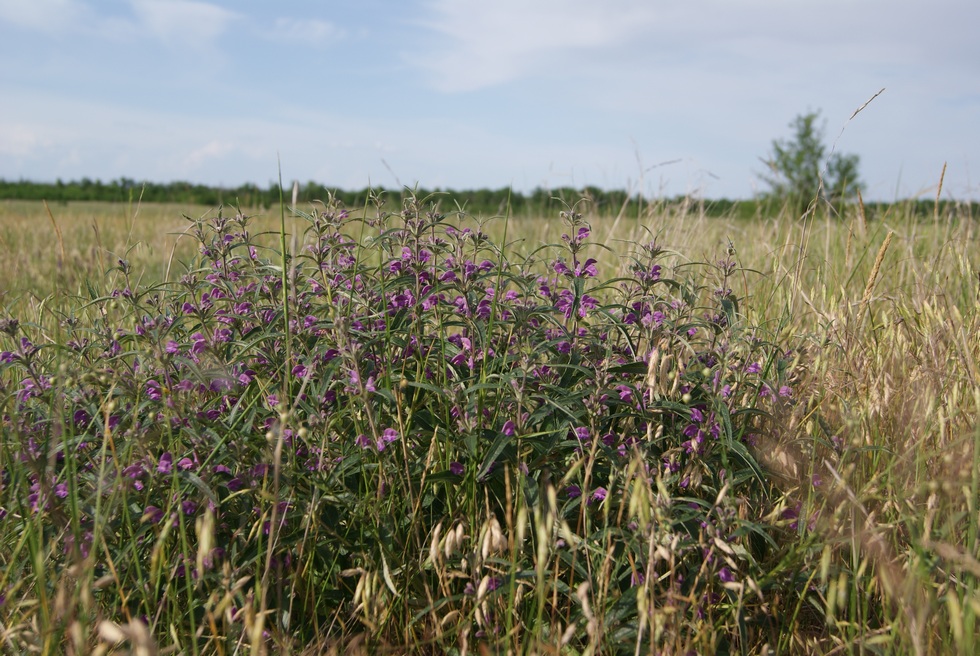 Image of Phlomis pungens specimen.