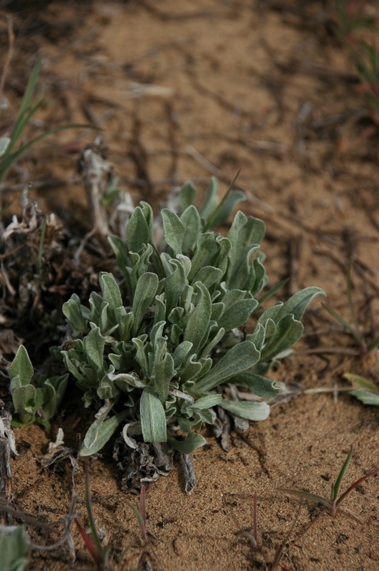 Изображение особи Helichrysum arenarium.