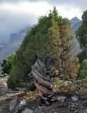 Juniperus seravschanica. Взрослое дерево. Таджикистан, Фанские горы, ущелье Куликалон, ≈ 2700 м н.у.м., каменистый сухой склон. 04.08.2017.