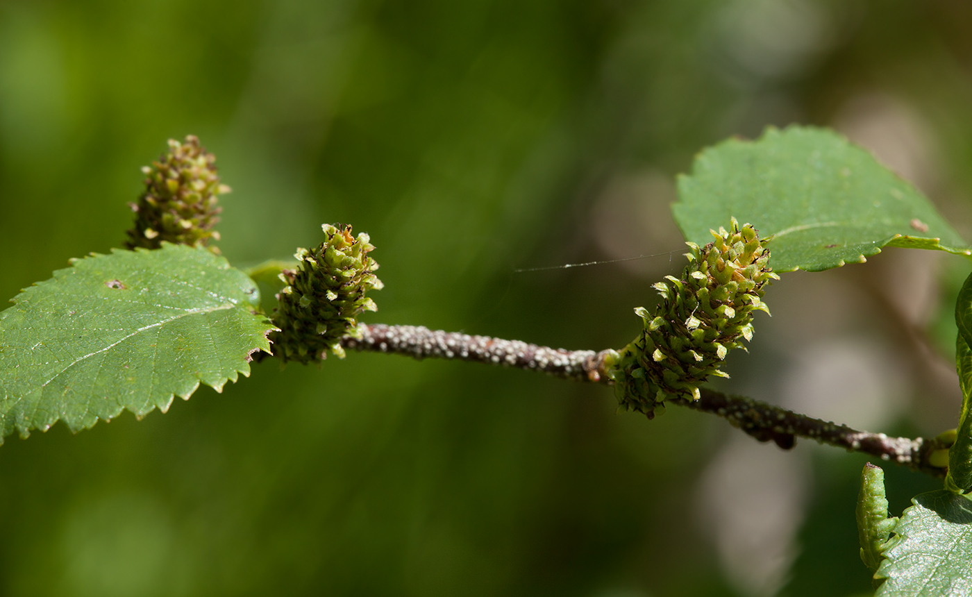 Изображение особи Betula humilis.