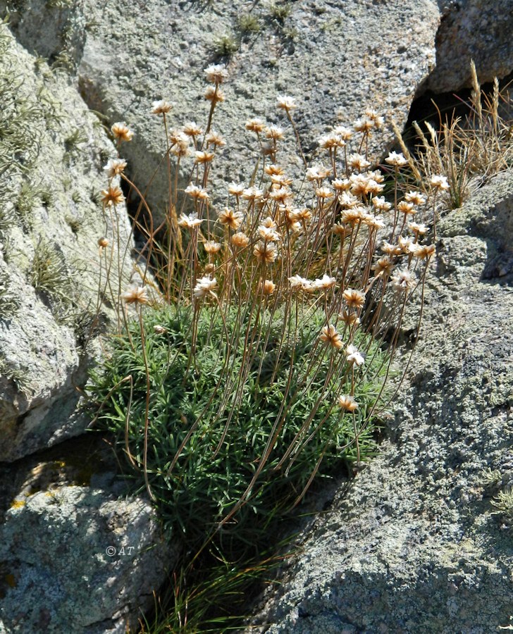 Изображение особи Armeria pubigera.