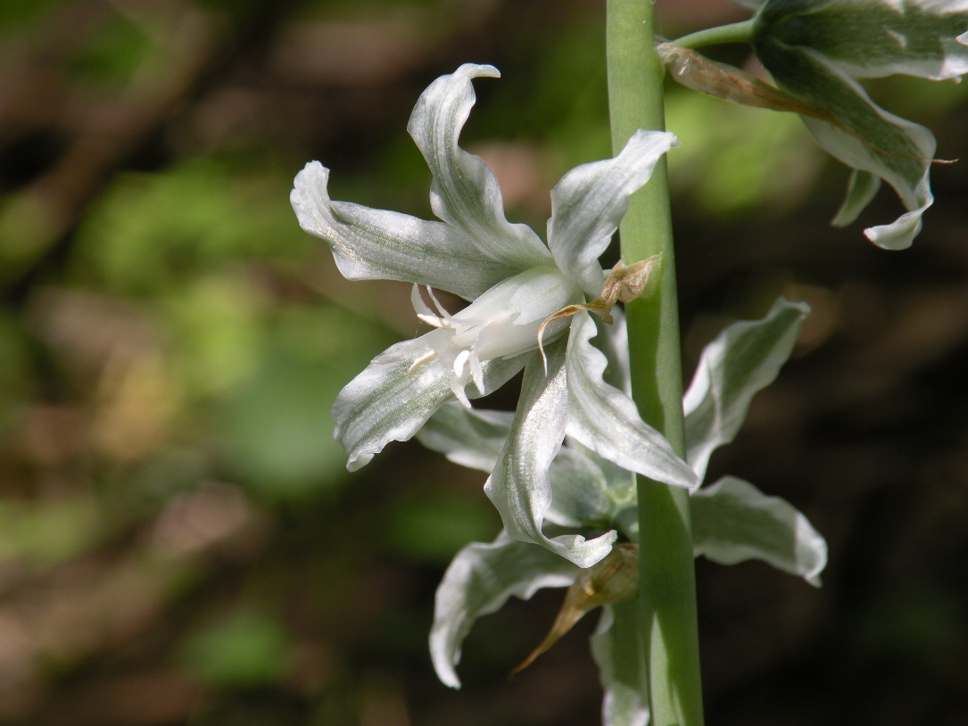 Изображение особи Ornithogalum boucheanum.