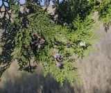 Platycladus orientalis. Веточка со зрелыми шишками, одиночное дерево. Крым, Сакский р-н, окр. пос. Прибрежное, степь. 21.08.2017.