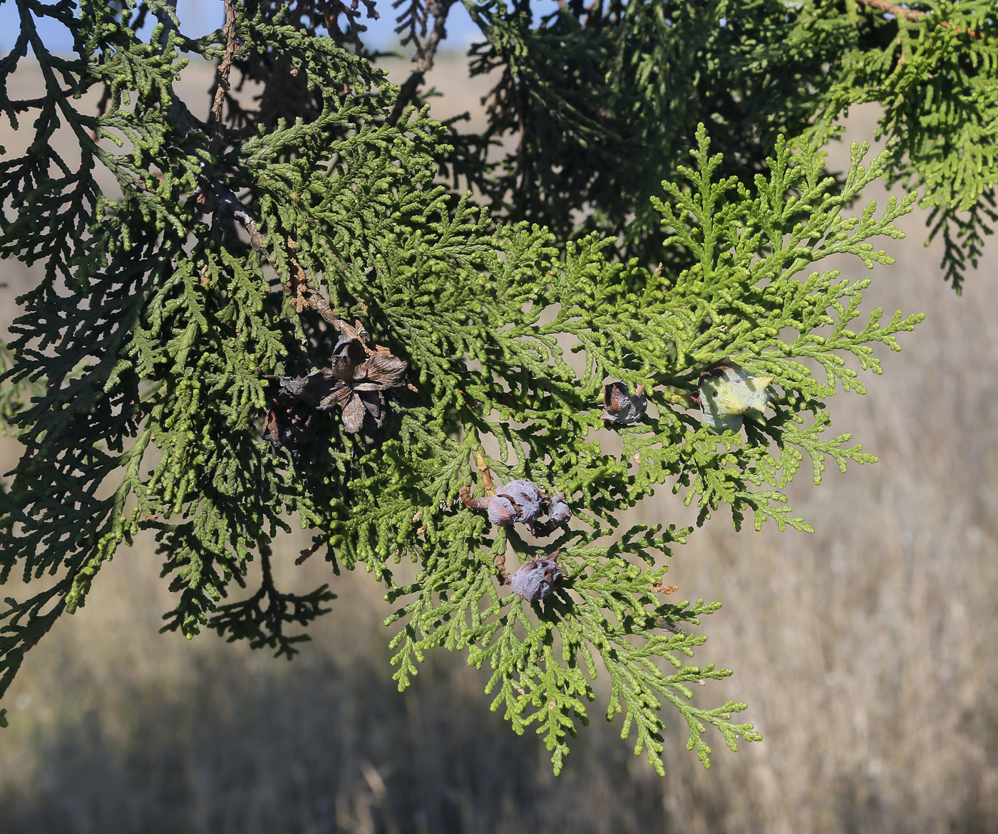 Изображение особи Platycladus orientalis.