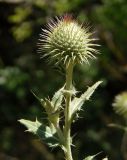 Cirsium laniflorum. Верхушка растения с развивающимся соцветием. Крым, Белогорский р-н, склон горы между Топловским монастырём и дорогой. 11.08.2018.