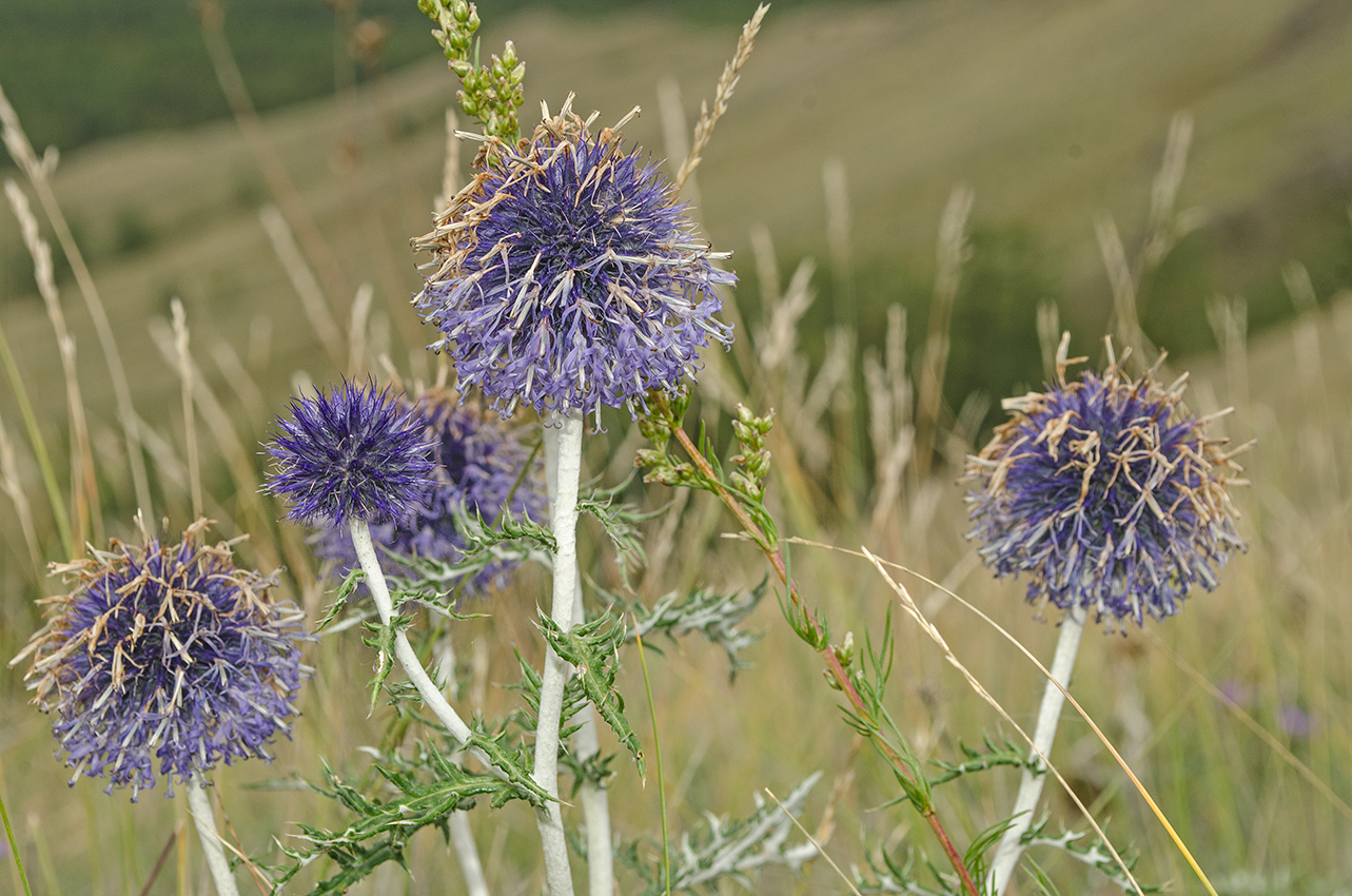 Изображение особи Echinops crispus.