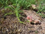 Oxytropis karataviensis. Плодоносящее растение на пологом мелкощебнистом участке в низкотравном саванноидном сообществе. Казахстан, Южно-Казахстанская обл., Сырдарья-Туркестанский государственный региональный природный парк, Боралдайский филиал. 18.05.2018.