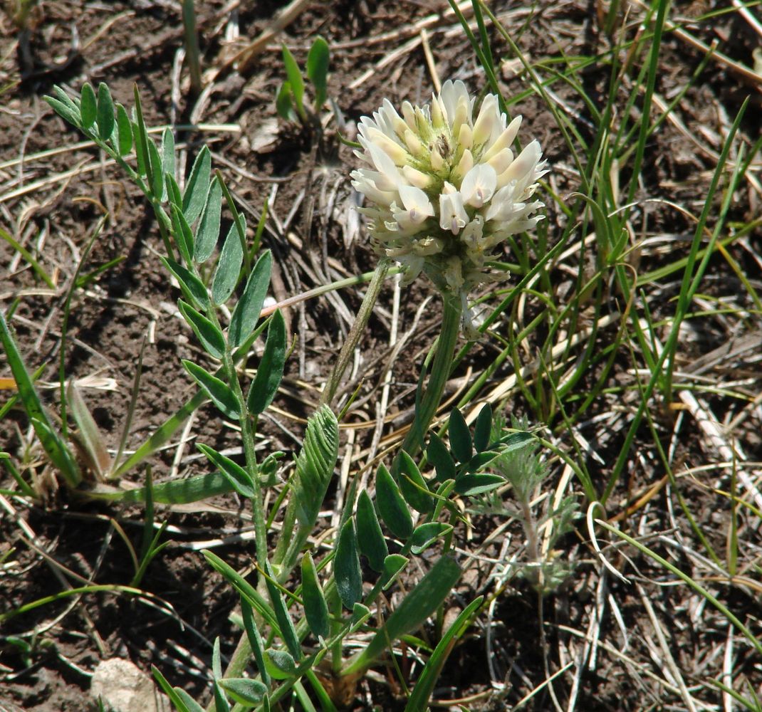 Изображение особи Astragalus inopinatus.