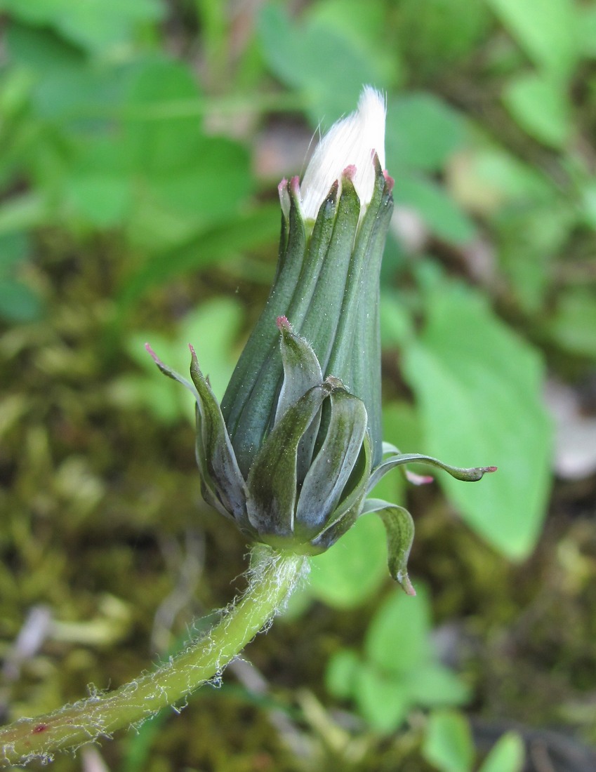 Изображение особи род Taraxacum.